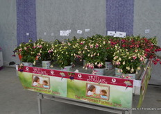 The Jollies of Brandkamp. Three colors are added to this series: La Grande Provence, La Grande Alsace and La Grande Corse. This series flowers continuously and have many flowers. The Jollies are very popular in the UK.