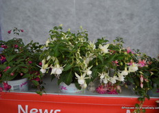 The small flowered Jollies series has six new colours. The Toulon for example has white flowers with a green tone.
