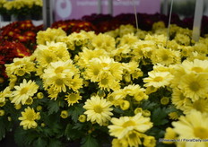 The Pemba Canari is added to the Pemba series of Brandkamp . The series flowers in 4-7 weeks.