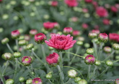 The Branfountain Purple is added to the mini mums series. The flowers bloom at the same time and can be cultivated in a pot.