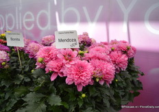 The Mendoza is a new color in the Dalina Dahlia Maxi series of Dalina Genetics.