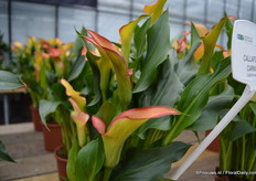 Last year, Golden State Bulb Growers. introduced the Callafornia series, which consists of four varieties: Red, Fiesta, Carnival and Sun. On this picture, the Callafornia Carnival. It is a compact series with many flowers.