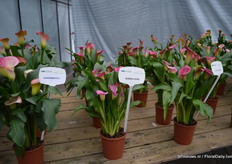 The Bubble Gum of Golden State Bulb Growers. This calla has better genetics; stronger, blooms stays up longer and high disease resistance.