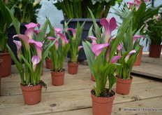 New is the 7 cm calla of Golden State Bulb Growers. This size is relatively new for callas. The demand for this calla increases.