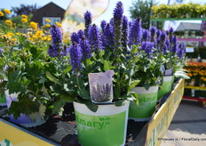 The April Night of Volmary flowers early, middle/end April. The cultivation period approximately 10 weeks. This April night is grown in a polytunnel.