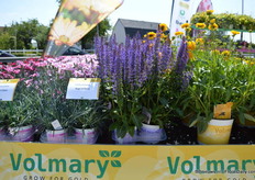 The April Night of Volmary flowers early, middle/end April. The cultivation period is 10 weeks. This April night is grown in a greenhouse.