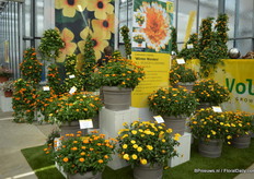 ‘Winter Wonders’ (Calendula x hybrida) is a new series of Volmary consisting of three colours. The cultivation period is 10-12 weeks. This Calendula attracted much attention at the FlowerTrials.