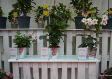 On the left Tourmaline 'Deep Rose' Lanvirginia. It is a very compact plant. In the Middle Agathe 'Red Velvet' Lanalabama. A climbing plant with deep red flowers. Can grow 2-3 meters high. Tourmaline 'White with Pink Eye'. Of DHM.