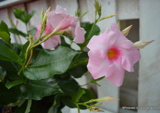 Tourmaline 'Deep Rose' Lanvirginia of DHM.