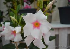 Tourmaline 'White with Pink Eye' van DHM.