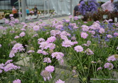 Scabiosa 'Kudo'. At the Spring Trials in California it was awarded with the Editor's Choice award.