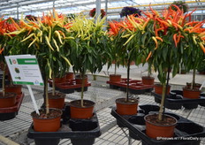 The FunTaStick Pepper tree is a product developed by Hishtil’s R&D department. It is a unique grafted plant, which Hishtil has a worldwide patent for. The FunTaStick can be placed in a window sill or patio. As well as the ornamental appearance, the peppers are also suited for consumption. The Medusa variety has a sweet flavor and sharp tip, and the Conic variety has a refined spicy flavor.