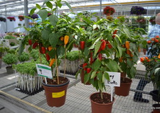 The 'Traffic light'. It is all in the word: the plant has the colors of the traffic lights; red, orange, green.