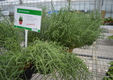 The Salicronia has a salt flavor. It can be eaten raw or quickly fried, steamed or microwaved.