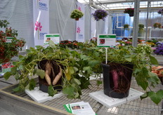 The Sweet Potato of Hishtil, ipomea batatas, is a tuberous-rooted perennial that has been grown for its orange-fleshed edible core. Thanks to its heart-shaped leaves and their variety of colors, it is also used as an ornamental foliage plant. The Ipomea has 15cm long leaves that are colored bright green (with pink or white) and dark purple. If grown as a ground cover, the plant stems typically mound to 23 cm tall stems that later on are trailed down and spread up to 20-25 cm wide. This perennial plant is a rarely flowing plant. The rooted cutting young plants are exported all over the Europe. In this picture some experimental varieties.