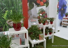 The tomatoes of Prudac.