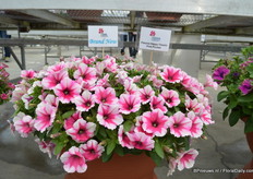 Petunia Happy Classic Pink Picotee of Cohen. This Petunia attracted a lot of attention at the FlowerTrials. The plant has pink flowers with a large white edge.