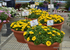Bidens Bee Giant Yellow ofCohen. This bidens is compact and has large flowers. Also this plant received a lot of attention during the FlowerTrials.