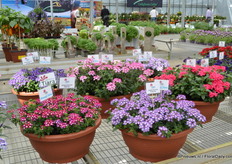 5 new varieties in the Tiara series of Cohen.