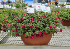 Calibrachoa Caloha Double Dark Red of Cohen.