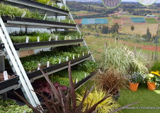 De grass varieties of African roots were very popular; many people are looking at the varieties and ask if they are winter hardy. The majority of the African roots grass varieties are winter hardy.