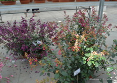 Upper left: The Salvia Love and Wishes of Jaldety. This is a new color addition in the Salvia series. A part of the royalties goes to a charity