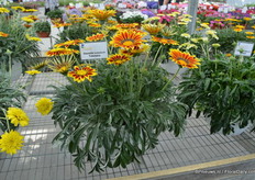 Ganzia SunBathers Totonaca of Jaldety. This is the most popular variety of the Ganzia series. The plant has large flowers, uniform habits, many flowers. The flowers are well filled.