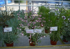 Salvia Greggi Joy of Jaldety is winter hardy and has two unique colors of pink. End 2015, beginning of 2016 this variety will be on the market.