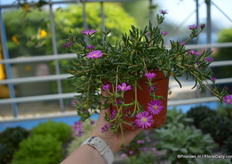 De Delosperma Hot Pink van Jaldety is a low compact variety.
