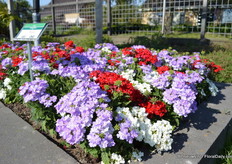 The Lovely Dream Verbena Mix. The white verbenas in the mix have a flavor of Vanilla. The verbenas are compact and stand up straight. They all bloom at the same time.