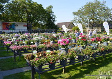 De FlowerTrials location of GGG Grünewald.