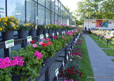 De FlowerTrials location of GGG Grünewald.