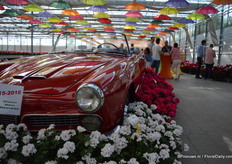 In front: Eva (stays white, flowers earlier than the current variety). Behind Eva: Kasech (Zonal, dark leaves and is a new color in the 'eyes series').