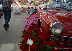 In the back: Emma Improved. (improvement of an existing variety, more smoother colour, stronger leaves) In front of the Emma: Lara Improved (improvement of an existing variety). In front: Paula (double flowerd, improvement of existing varietey, flowers earliers, better branching, is available for growers in January).