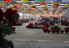 The new varieties of P. v.d. Haak at the Porsche.