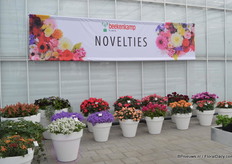 Novelties of Beekenkamp.