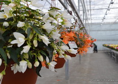 Beauvilla White of Beekenkamp is compact, braches from the centre. This white one is the most demanded.