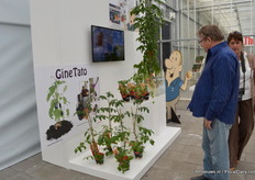 The Tomtato. On the bottom potatoes are grown and on top tomatoes.