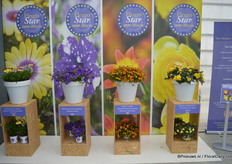 Many of the participating breeders showed the Fleuro Star's best entries of this year