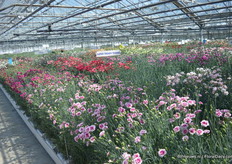 At HilverdaKooij visiters could also take a look in the presentation greenhouse, right next to the showroom.