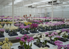 At Anthura in the show room