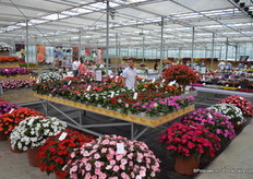 The showroom had the feel of a garden center, so that visitors could get an idea of the possibilities in presentation