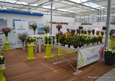 Also Van der Bos Flowerbulbs presented a few novelties at the DemoKwekerij in Honselersdijk