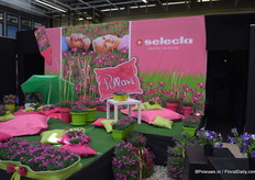 Petunia's from Selecta