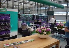 Addenda is yet another product line from Schoneveld Breeding