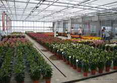 New varities shown at Lily Looks