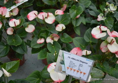 The Amalia is one of the newest innovations at Rijnplant