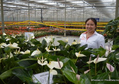 Chao Yi Lin in the showroom, at Rijnplant's location in De Lier