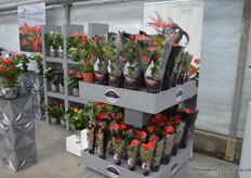 The Diamond Collection of Houwenplant, also presented at Rijnplant