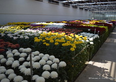 A sea of colours at Armada